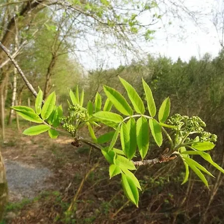 Scenic In Rahier 度假居